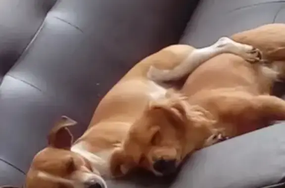 Chien perdu , photo : Chiens beiges perdus à Thourie