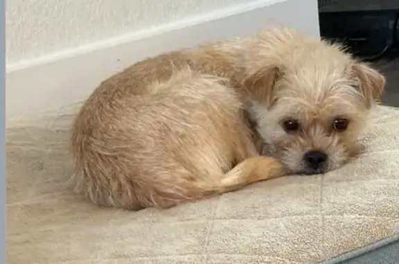 Lost Terrier Mix in Centennial: Help Find Raegan