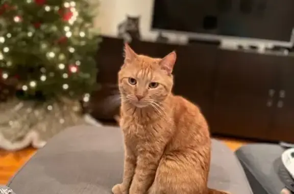 Lost Orange Tabby on Commander Ave