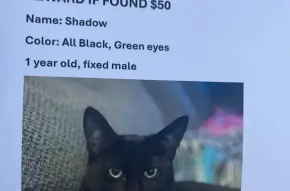 Lost Black Cat: East Robin Lane, Camp Verde