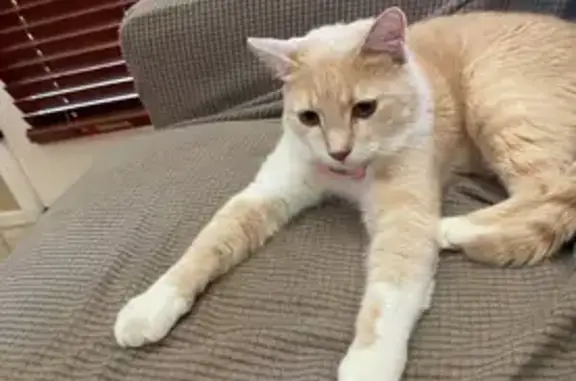 Lost Cat: Light Orange, White Feet - Cora