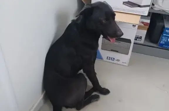 Animaux trouvés Saint-Alexandre, photo: Trois chiens trouvés à Saint-Alexandre