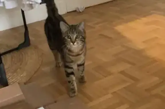 Chat trouvé Maisons-Laffitte, photo: Chatte 6 mois trouvée à Maisons-Laffitte