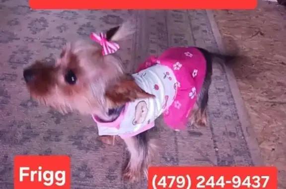 Missing Yorkie with Pink Collar - Eureka