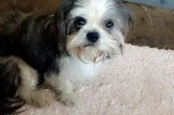 Lost Shih Tzu: Stump in Brookhaven