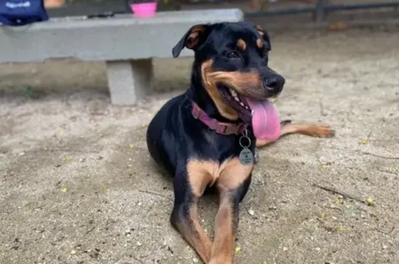 Cachorra Perdida em Irajá: Vira-Lata Fêmea