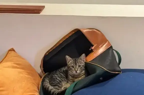 Chat perdu, Cannes, photo: Chaton perdu, oreilles de lynx, Cannes