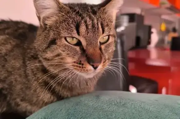 Chat perdu, Épernay, photo: Chat tigré perdu à Épernay