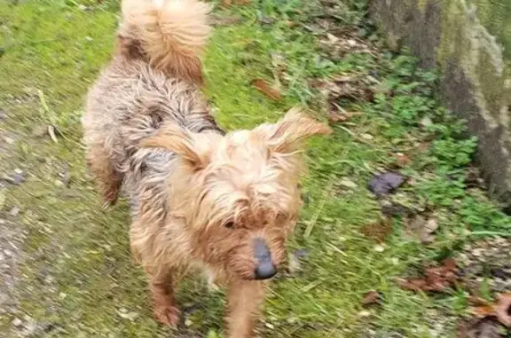 Chien errant vu à Villeneuve-sur-Lot - photo