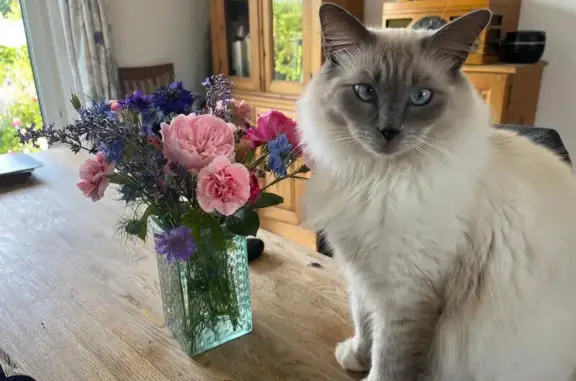 Lost Timid Ragdoll Cat in Caister-on-Sea