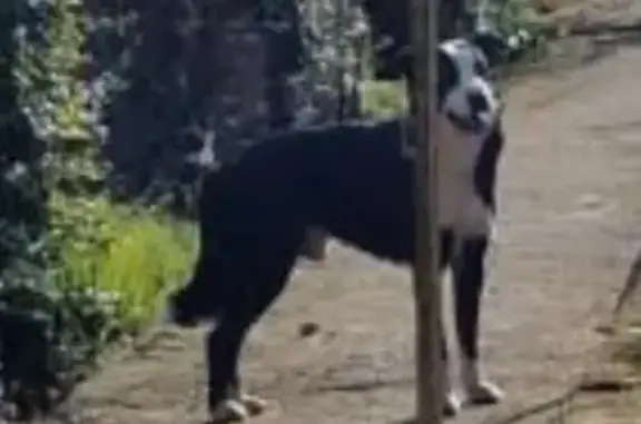 Chien trouvé , photo: Chien trouvé à Castres, Occitanie