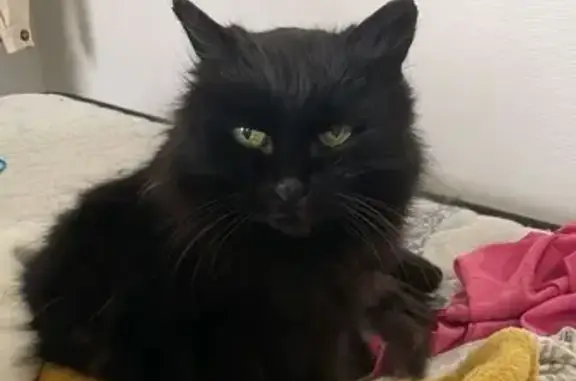 Animaux perdus , photo: Chat noir Moriarty disparu à Sibiril