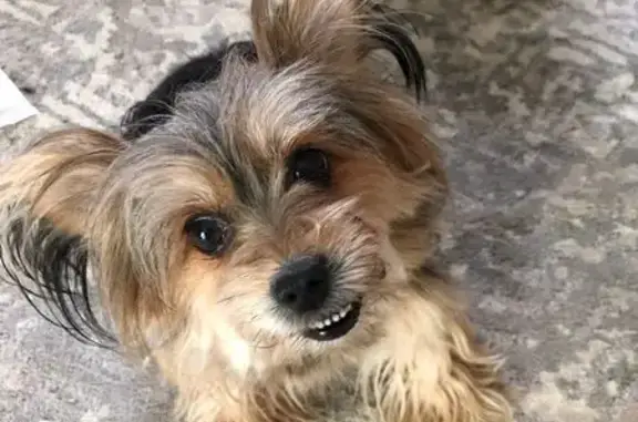 Lost Yorkie Roxy: Help Find Her!