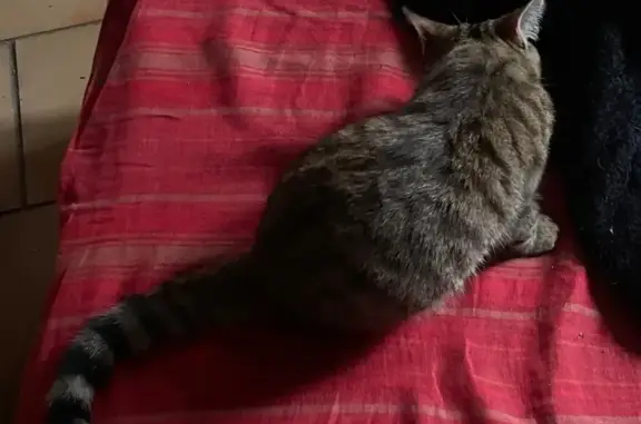 Chat trouvé Cézac, photo: Jeune chat mâle tigré trouvé à Cézac