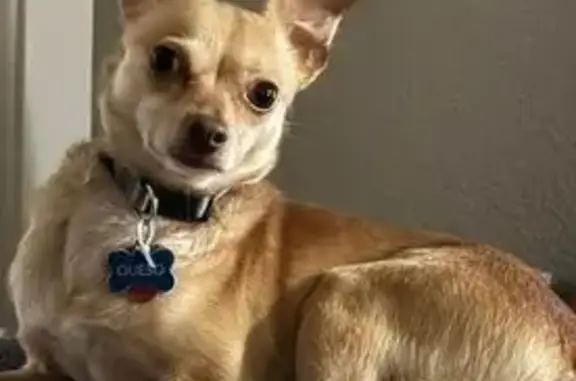 Missing Tan Chihuahua: Richmond Drive