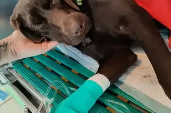 Chien trouvé Médis, photo: Chienne type braque accidentée à Saujon