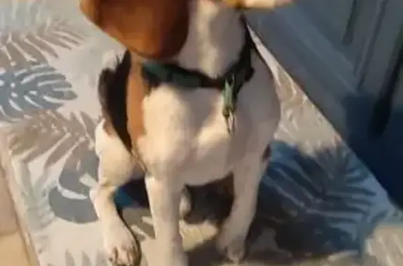 Animaux trouvés , photo: Chien sauvé sur route à Sallenelles