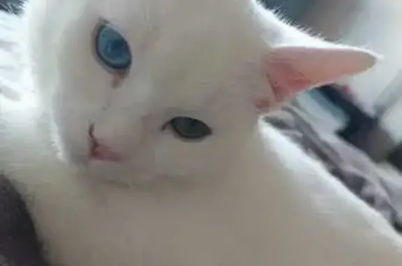 Gato Blanco Perdido en Lorca: Ojos Azul y Verde