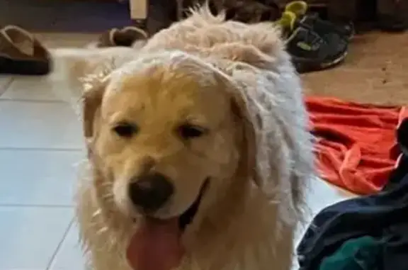 Golden Retriever trouvé à Sciez, cherche propriétaire - photo