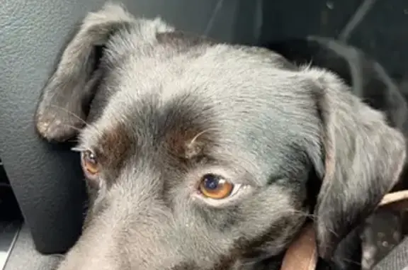 Animaux trouvés Jussy, photo: Petit chien noir trouvé à Jussy