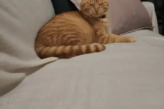 Chat perdu, Ussel, photo: Chaton mâle perdu, câlin, Ussel (91)