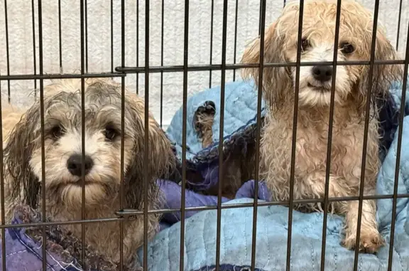 Help Reunite These Adorable Found Pups