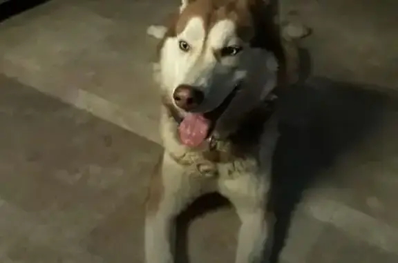 Lost Husky Found: Reddish Brown & Blue