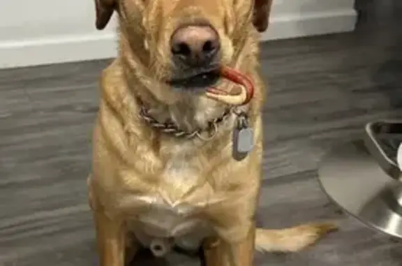 Lost Yellow Lab Mix in Hopewell Junction