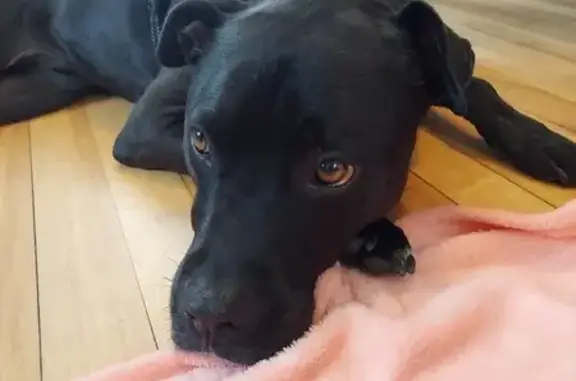 Help Find Missing Injured Dog: Worcester