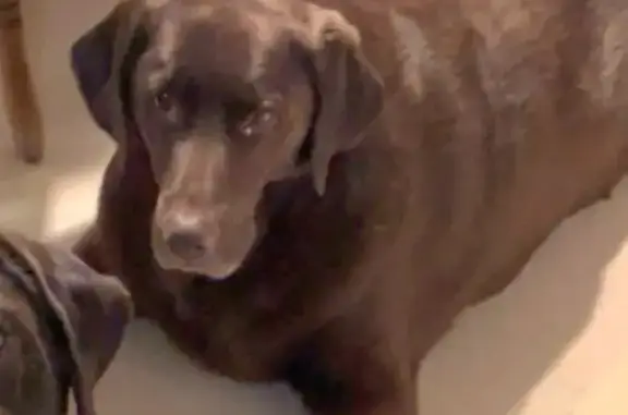 Lost Chocolate Lab in Hartford - Help!