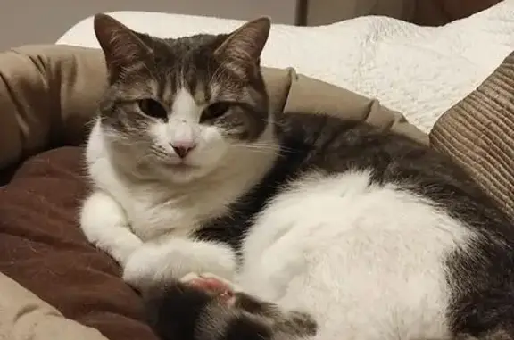 Animaux perdus Beaune, photo: Chatte perdue, grise et blanche, Beaune