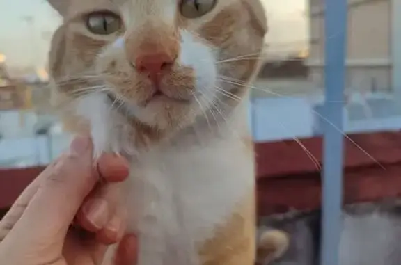 Gato Naranja y Blanco Dócil en Córdoba