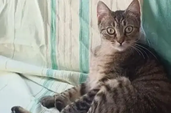 ¡Ayúdanos a encontrar a Bebé, gata perdida!