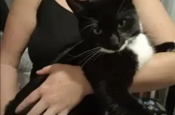 Lost Black & White Cat in Geelong Area