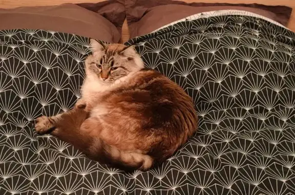 Animaux perdus Ramonville-Saint-Agne, photo: Chat mâle croisé perdu à Ramonville