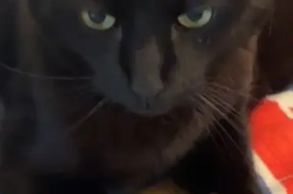 Chat perdu, Ceyzériat, photo: Chat mâle noir perdu à Ceyzériat