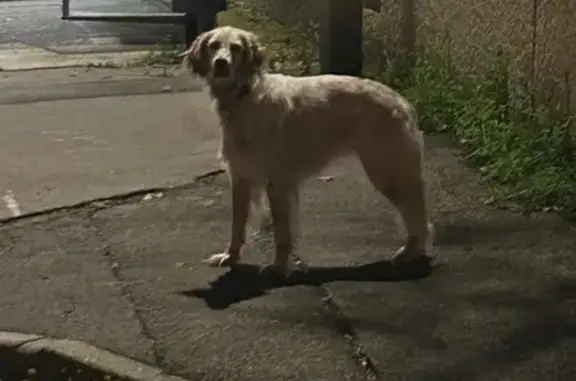 Chien craintif trouvé rue de la Roqueturière - photo