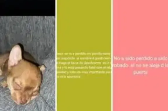 Perro Chihuahua Marrón Perdido en Encinarejo