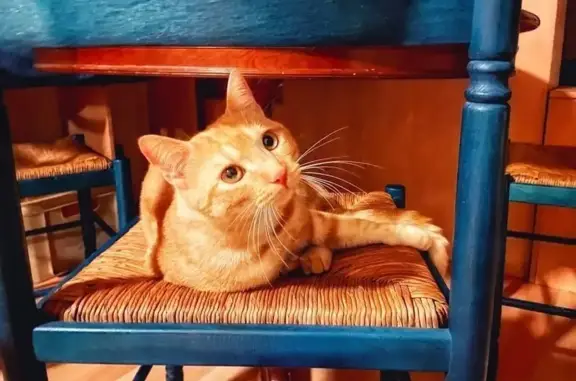 Chat roux sociable perdu à Mauléon - photo