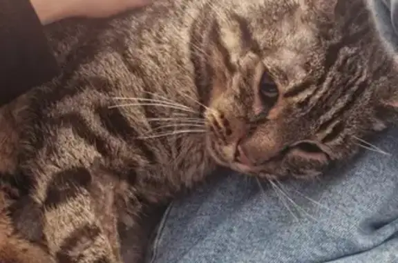 Animaux perdus , photo: Chat mâle perdu à Le Controis-en-Sologne