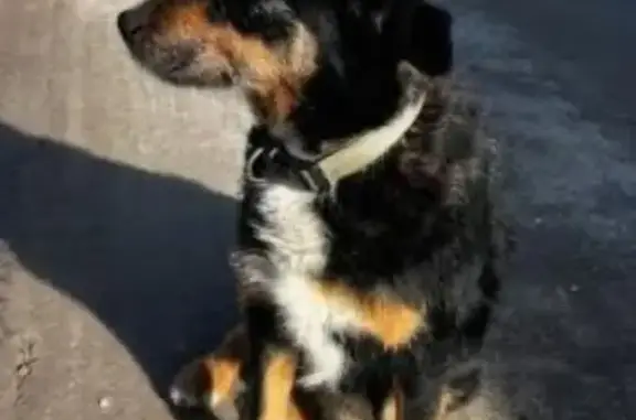 Chien trouvé à Baron, risque euthanasie - photo