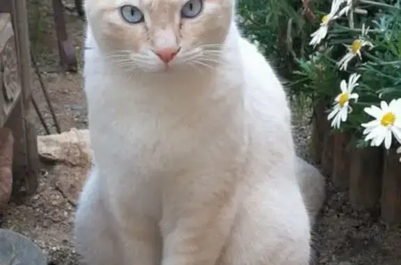 ¡Ayuda! Gato Blanco Tostado Perdido en Malgrat