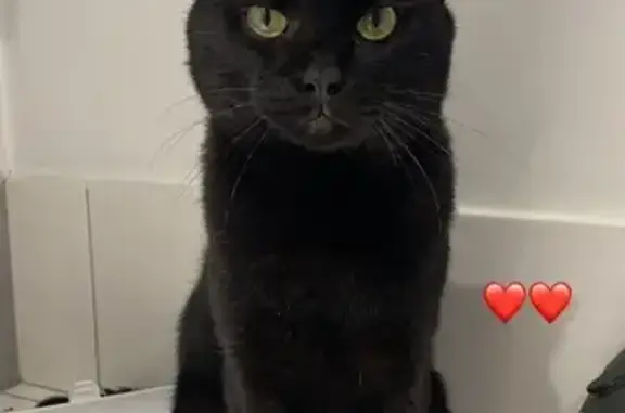 Chat perdu, , photo: Chat mâle non castré disparu à Miers