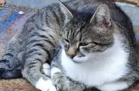 Chatte grise Louna trouvée à Germigny - photo