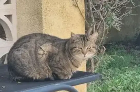 Chat trouvé Frontignan, photo: Chat craintif trouvé, Rue de la Bergerie