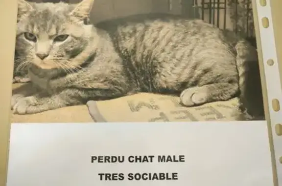 Chat mâle gris tigré perdu à Mons - photo