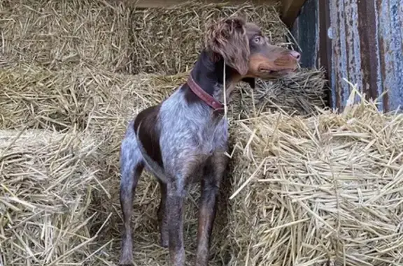Chien perdu Beauquesne, photo : Chien perdu : Épagneul breton à Beauquesne