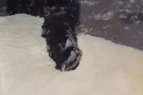 Chien perdu : Ruby, caniche noire, Vexin - photo