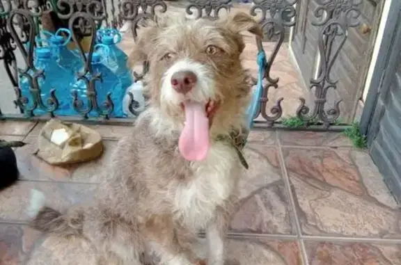 Cachorro Perdido: Jovem e Manso na Rua São Bernardo