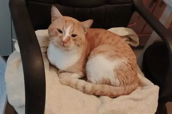 Chat perdu à Mérignac, secteur Capeyron - photo